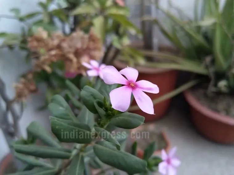 nokia8_sirocco_sample6