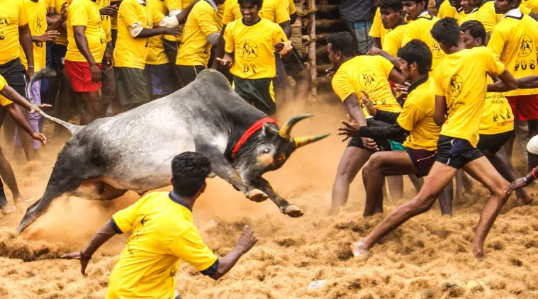 Jalikattu