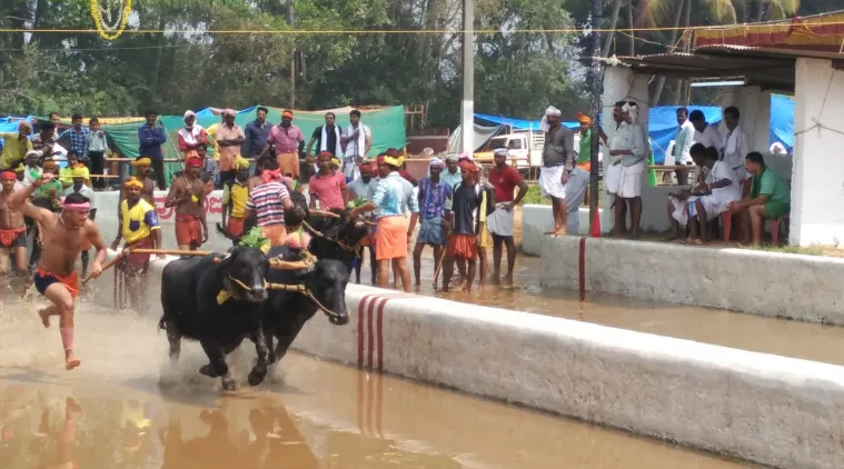 Kambala