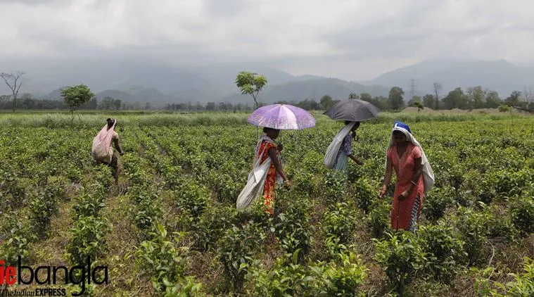 NAXALBARI BELGACHI TEA ESTATE 03-001