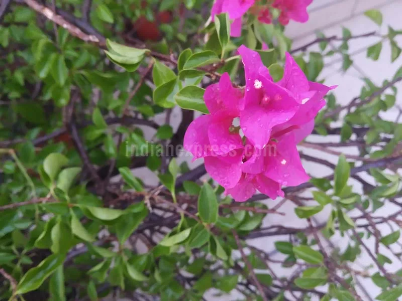 redmiy2_sample5