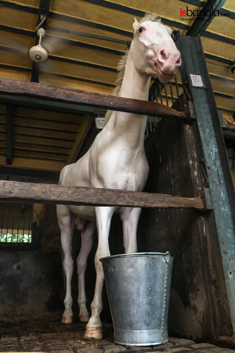 kolkata mounted police, কলকাতা মাউন্টেড পুলিশ