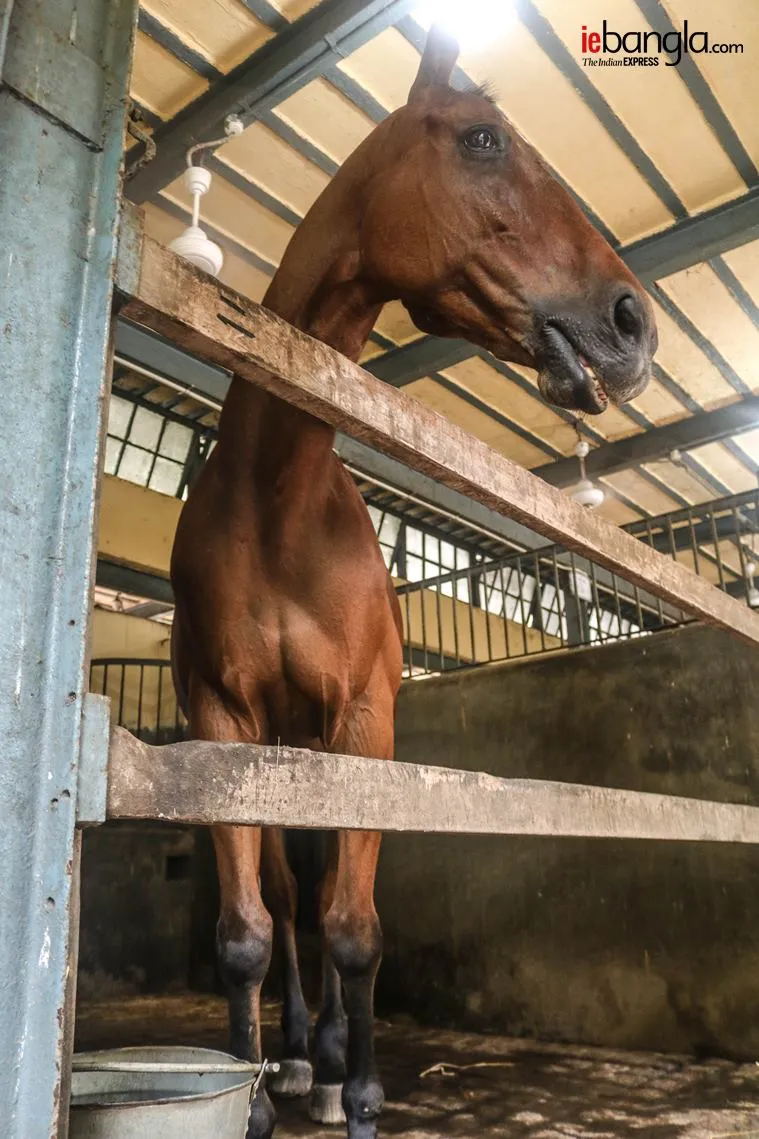 kolkata mounted police, কলকাতা মাউন্টেড পুলিশ