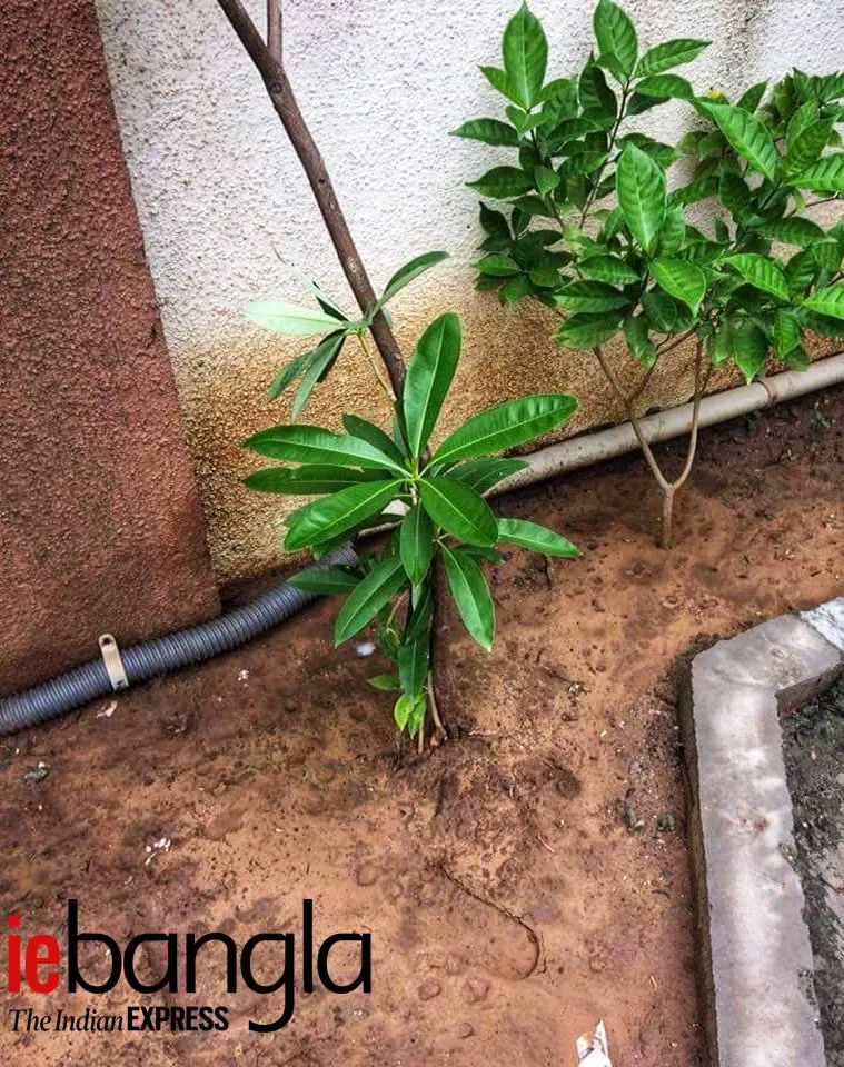 chandan tree