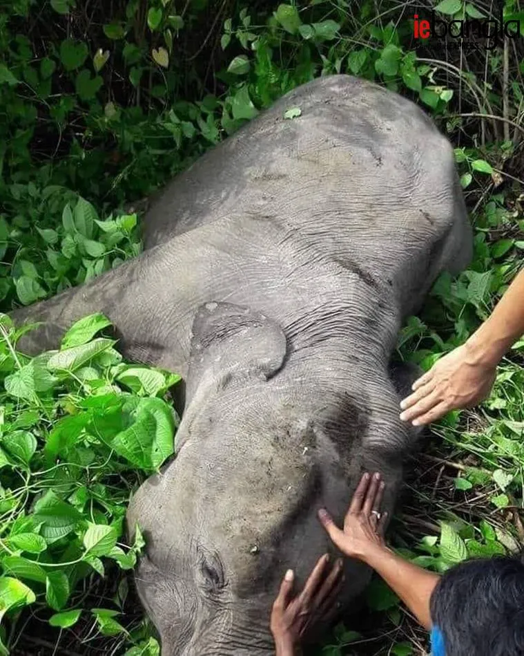 elephant dead in train collision in north bengal on 6th July, 2018 (Photo- ie bangla)