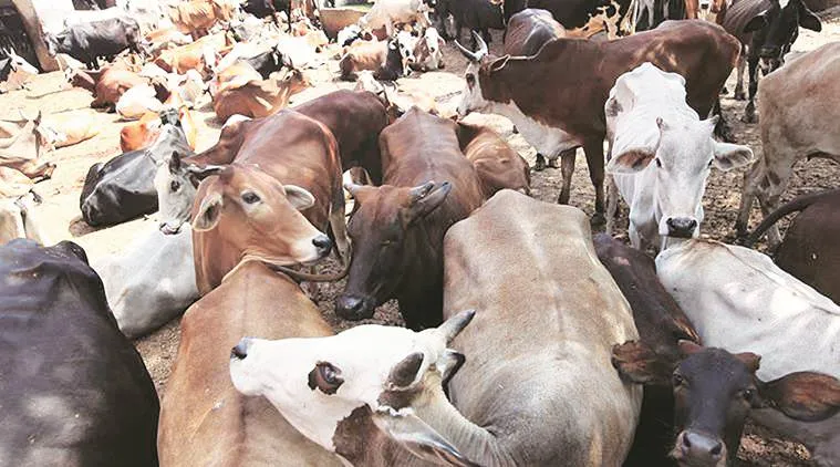 Cattle sanctuary Madhya Pradesh