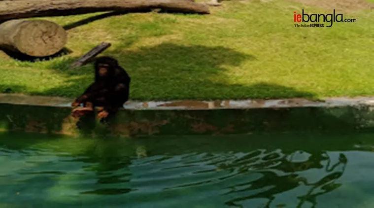alipore zoo, আলিপুর চিড়িয়াখানা