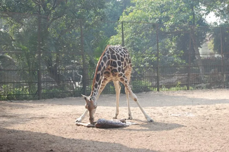 giraffe, জিরাফ