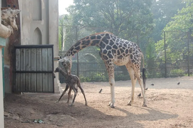 giraffe, জিরাফ