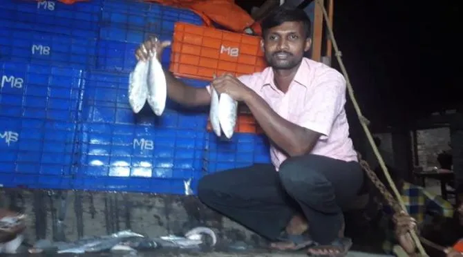 Hilsa fish 