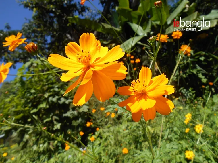 kalimpong north bengal tourism