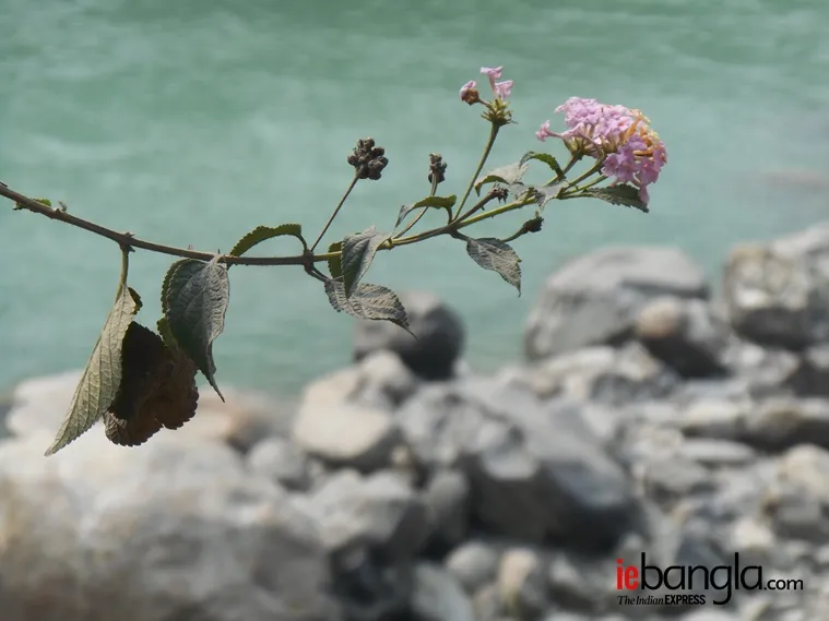kalimpong north bengal tourism