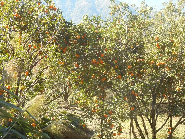 sitong north bengal