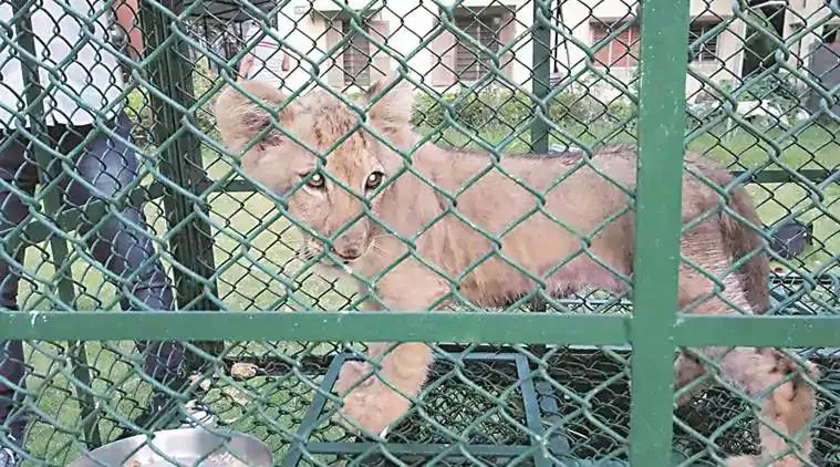 উদ্ধার করা সিংহশাবক