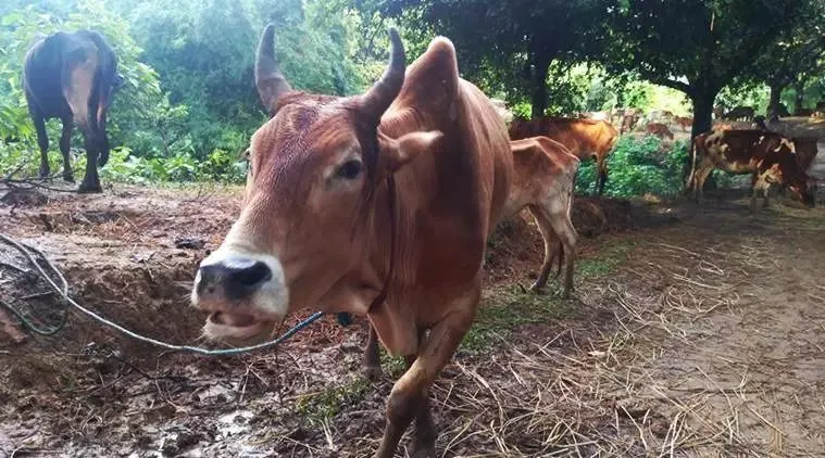 tripura cow Death