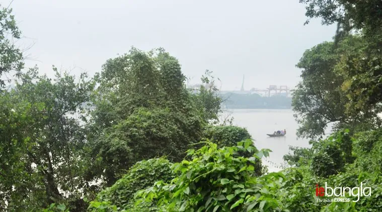 howrah, mangrove forest, 