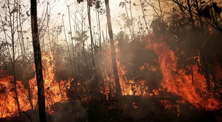 amazon rainforest fire