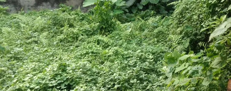 Jol Mati, Green