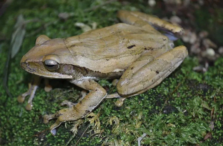 tree frog india