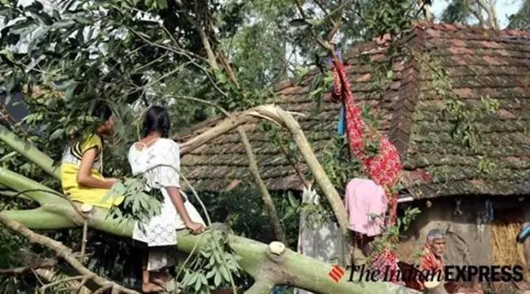 bulbul, বুলবুল