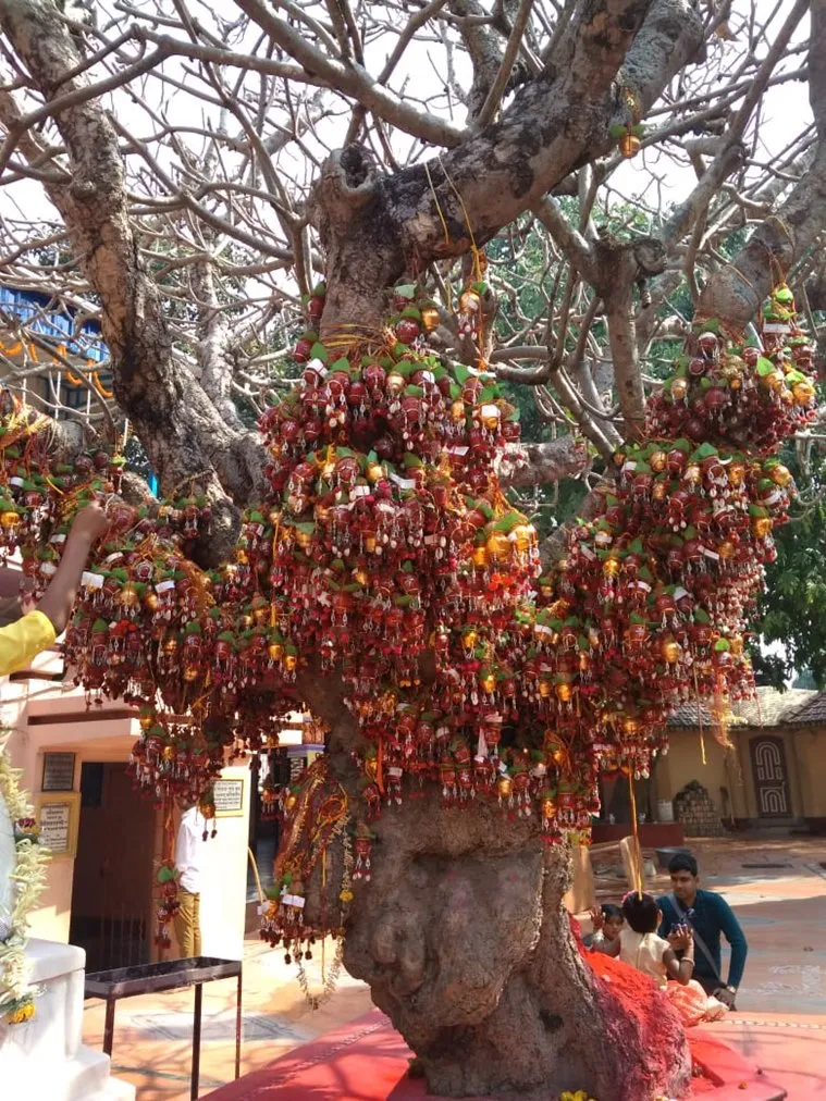 Bargabheema Tamralipra