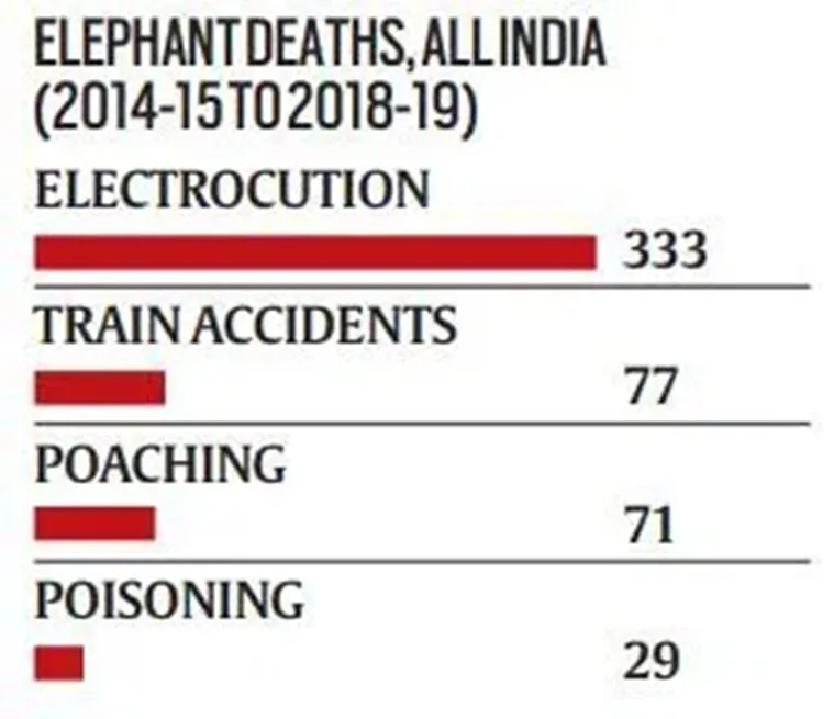 Elephant Death