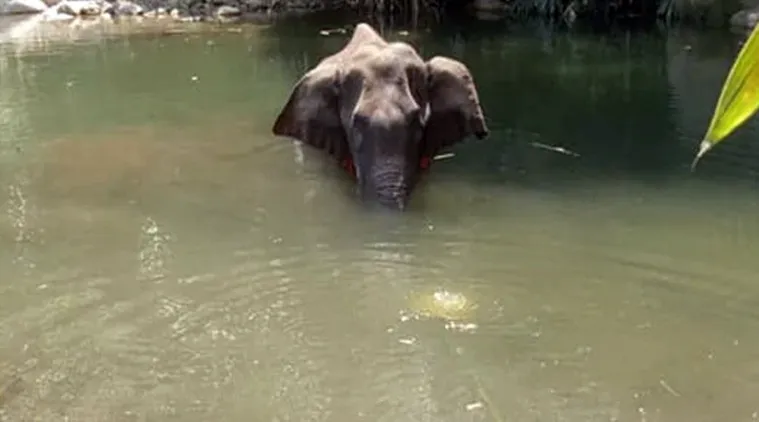kerala elephant death probe