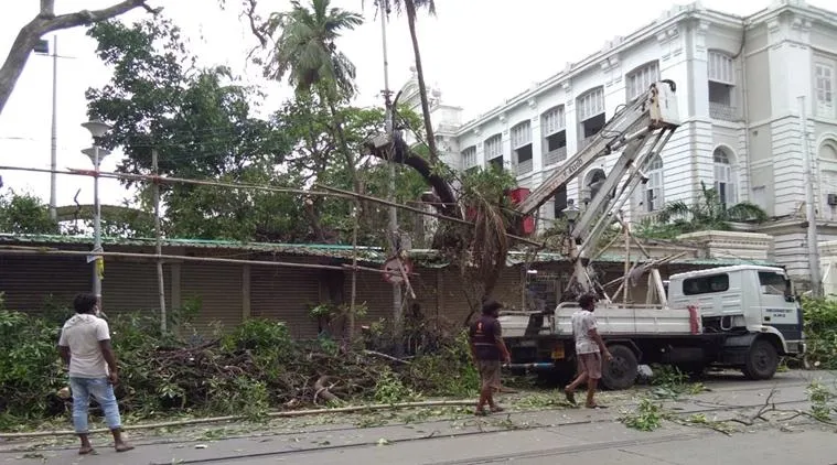 unlock kolkata tree