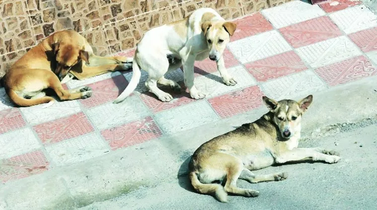 dog