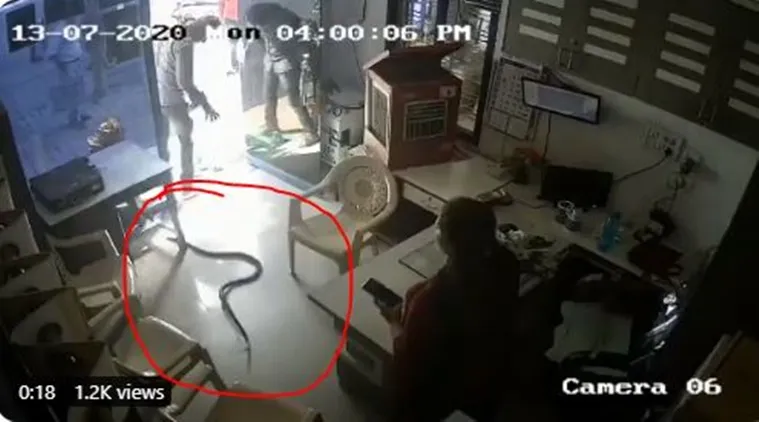 publive-image