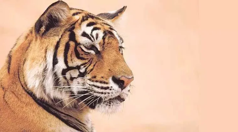 tiger, বাঘ