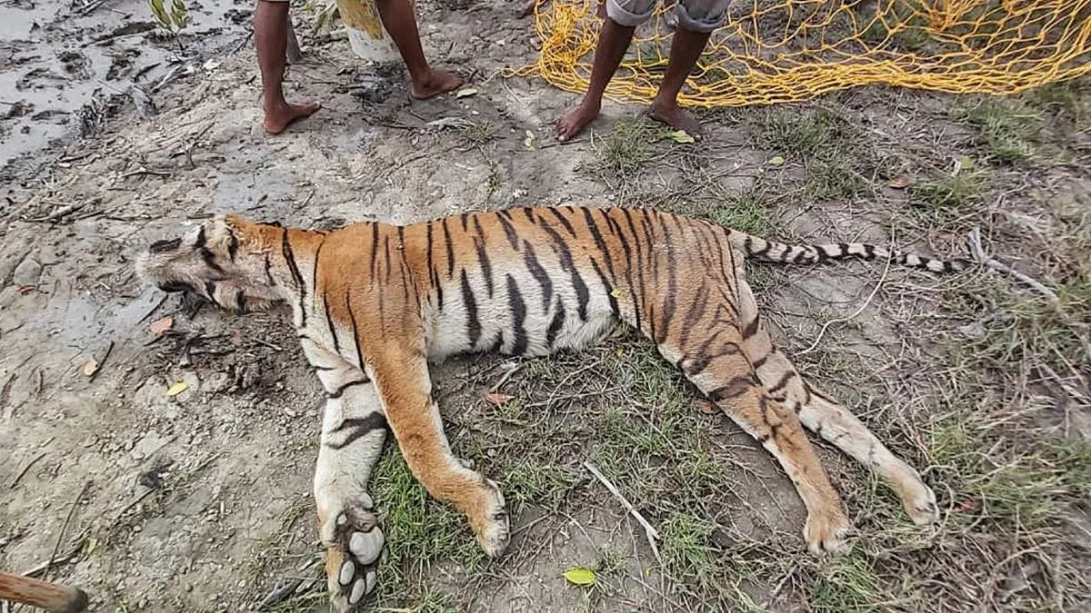 বনকর্মীদের অনুমান, ঘূর্ণিঝড় ইয়াস ও ভরা কোটালে জলোচ্ছ্বাসের কারণে লড়াইয়ে হার মানে বাঘটি।