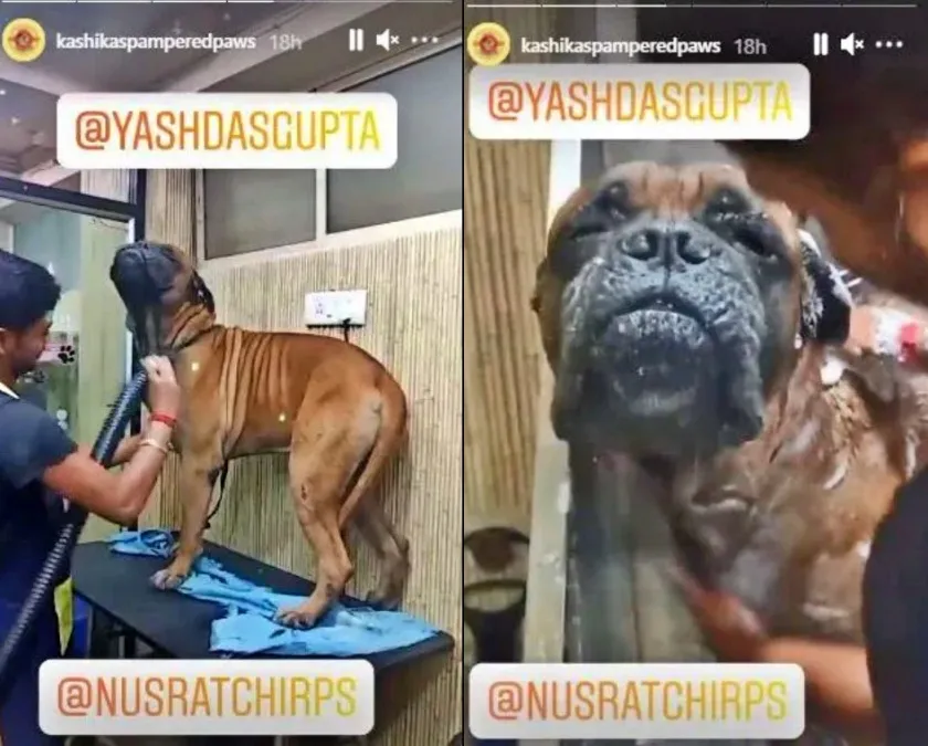 publive-image