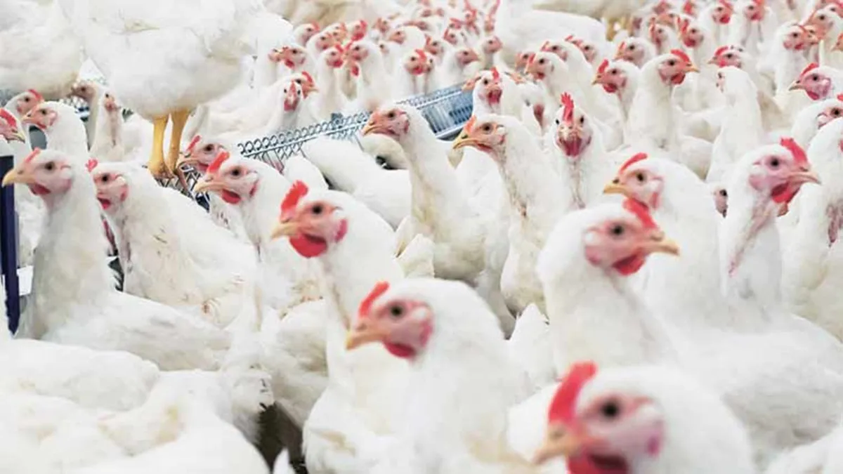 Broiler chicken prices continuously rising but poultry federation says they do not get profit