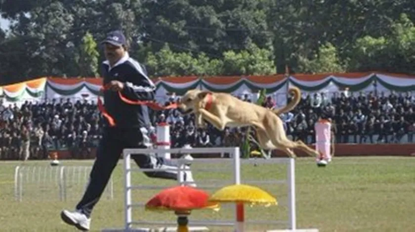 stray dog, indian army