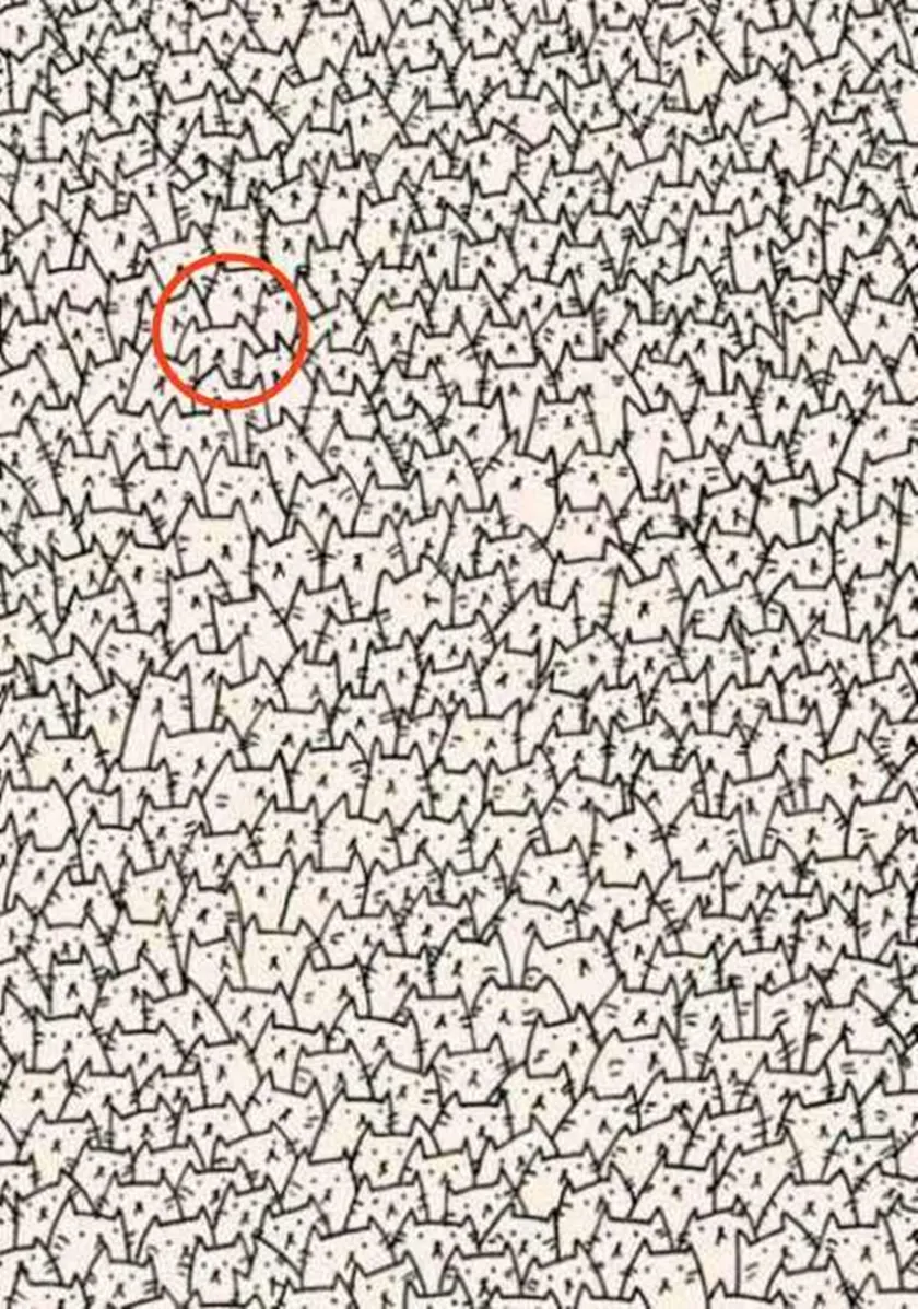 Find the Hidden Dog, find the hidden dog among the cats, can you spot the hidden dog among cats