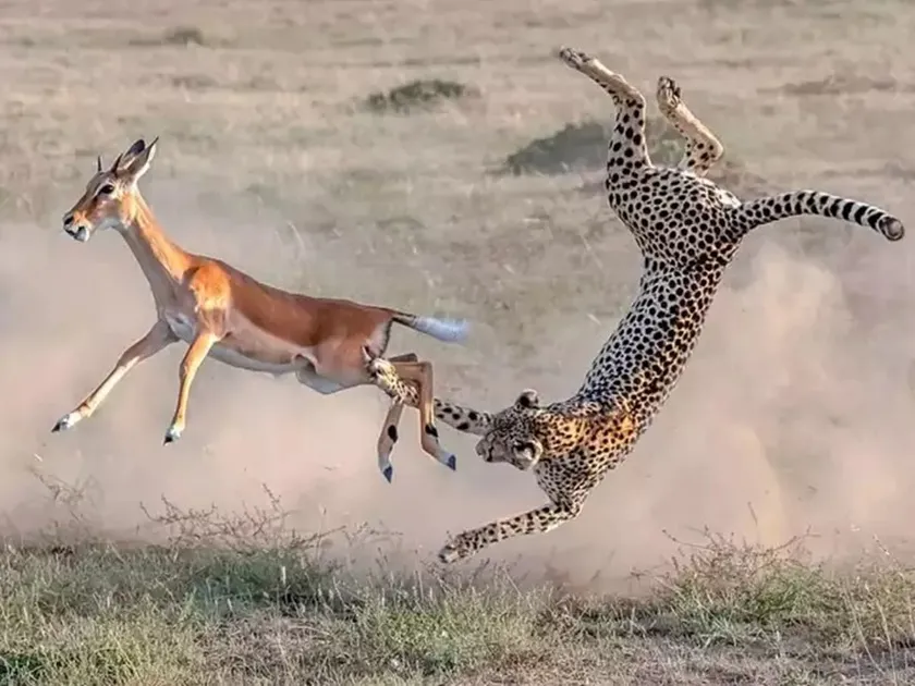 Fact check,impala,cheetah,viral