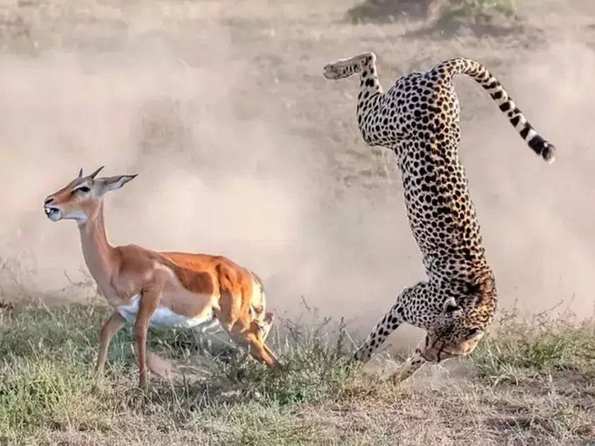 Fact check,impala,cheetah,viral