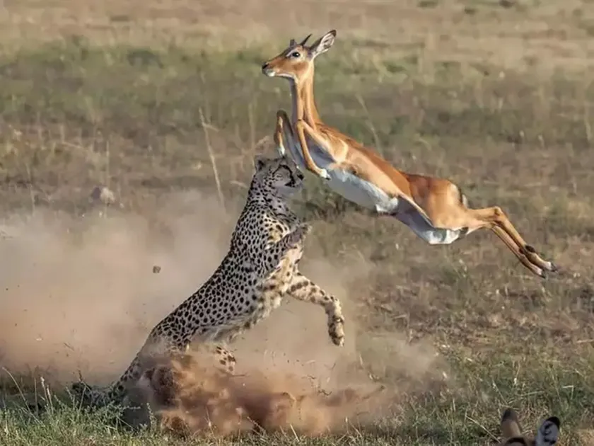 Fact check,impala,cheetah,viral
