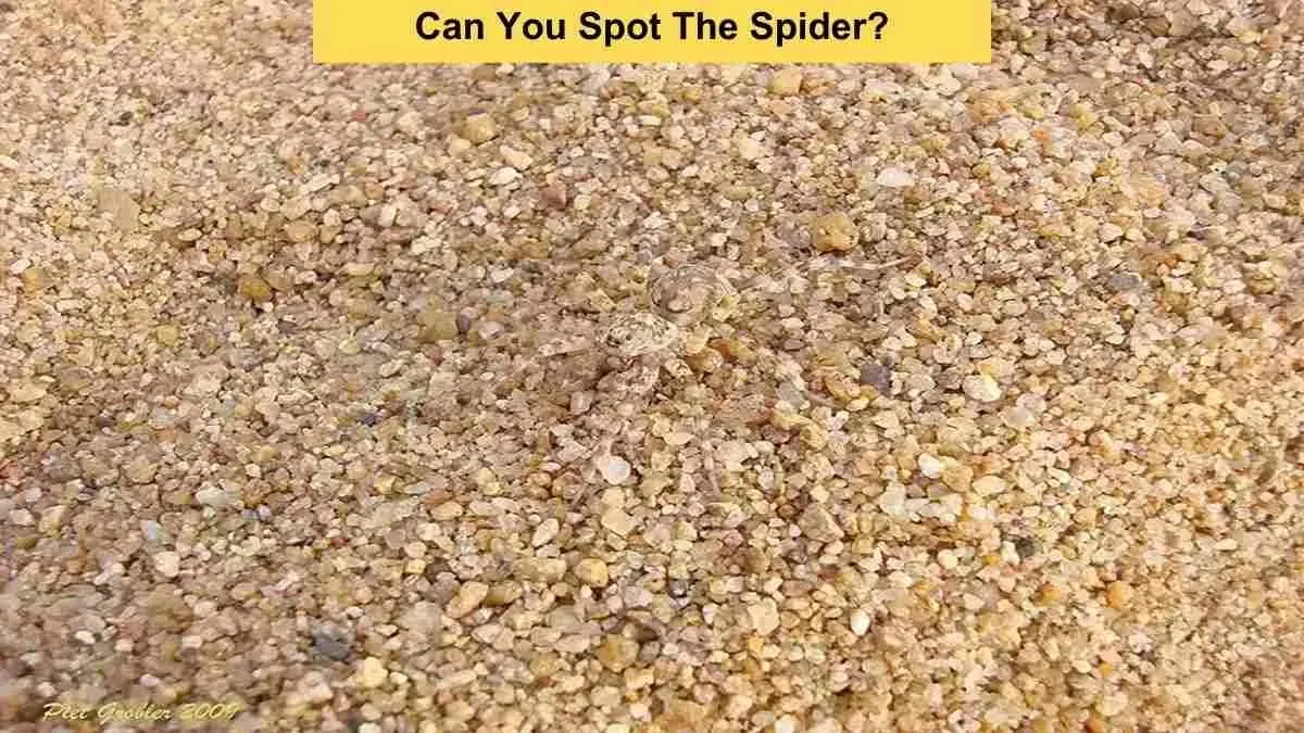 optical illusions, hidden optical illusions, optical illusion, optical illusion hidden animals