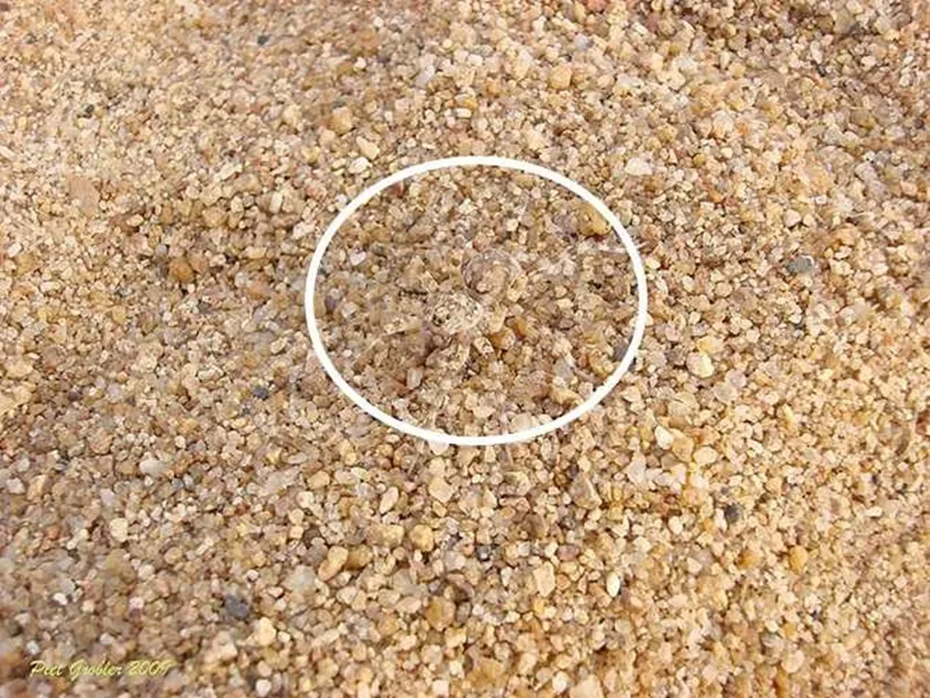 optical illusions, hidden optical illusions, optical illusion, optical illusion hidden animals
