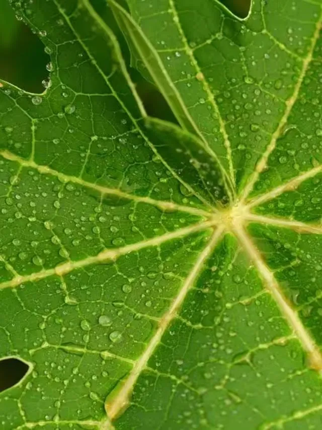 papaya leaves