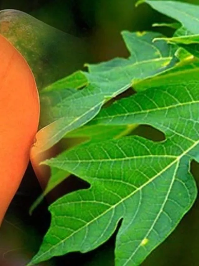 papaya leaves