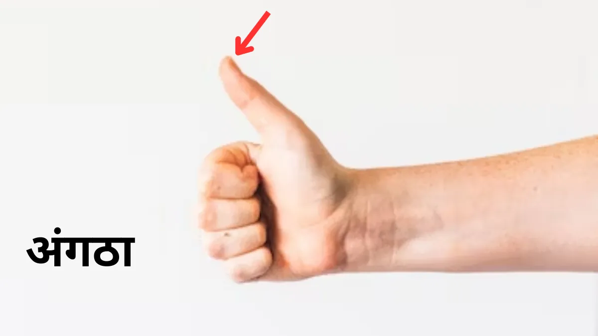 Samudrik Shastra Hand Fingers and Thumb Size Shape Shows Personality Who Will Get Fame Success And Money Astrology