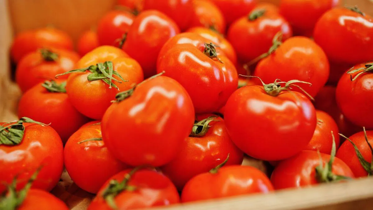 tips to store tomatoes