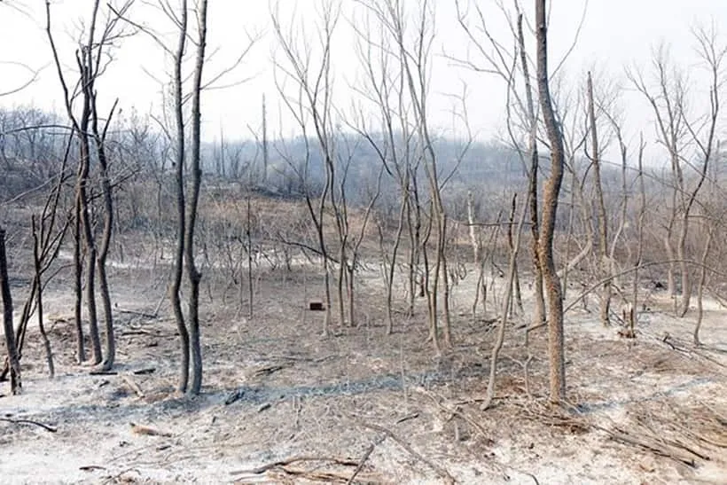 greece wildfires