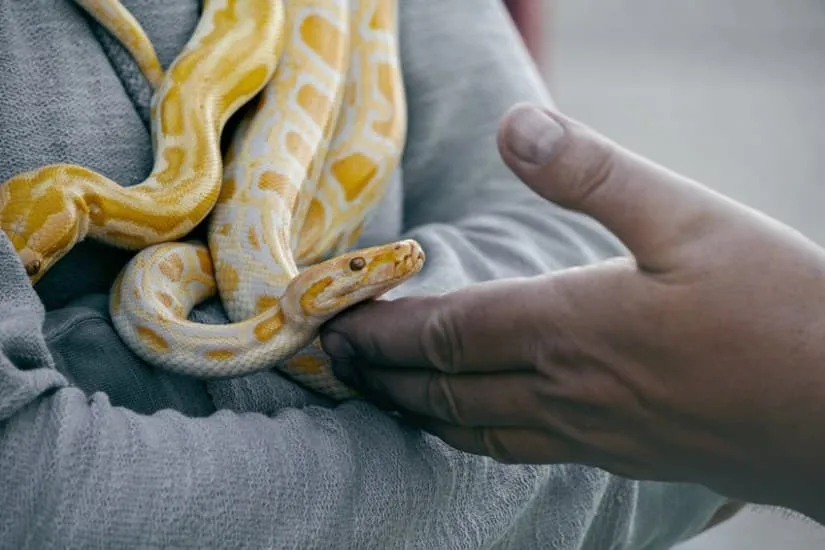 snake venom addicts
