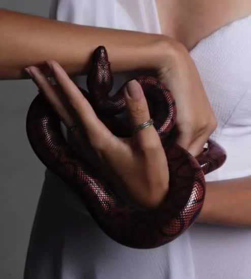 poisonous snakes