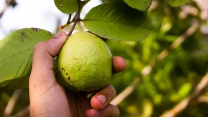 Guava Benefits