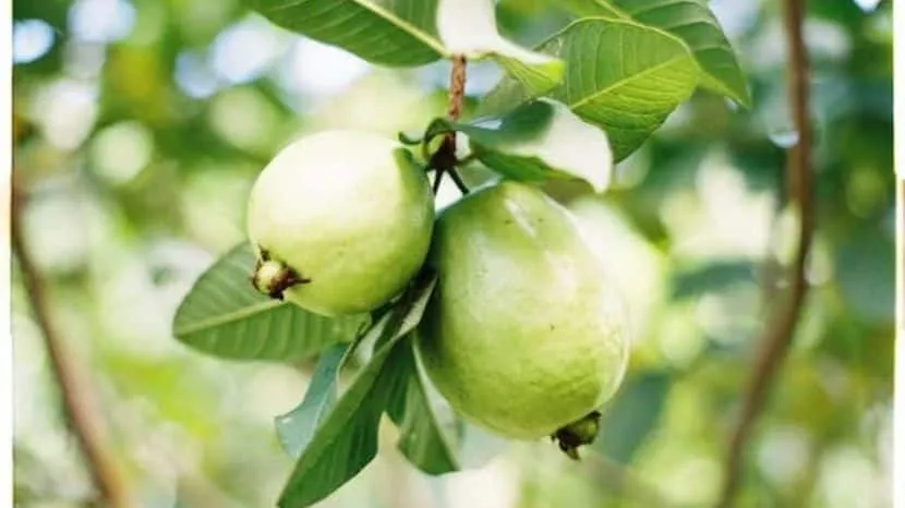 Guava Benefits